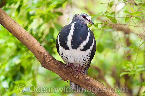 Wonga Pigeon Leucosarcia melanoleuca photo