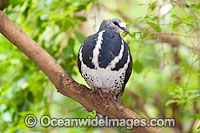 Wonga Pigeon Leucosarcia melanoleuca Photo - Gary Bell