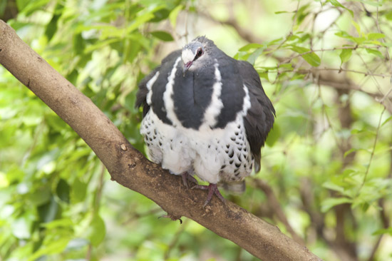 Wonga Pigeon photo