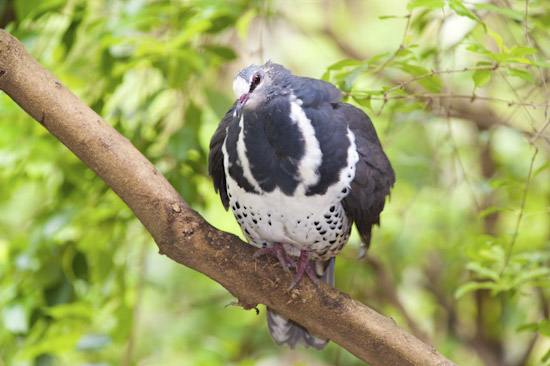 Wonga Pigeon (Leucosarcia melanoleuca), resting in a tree. Found in rainforests and woodlands of eastern Australia, from central Queensland to Gippsland in Victoria. Photo - Gary Bell Wonga Pigeon (Leucosarcia melanoleuca), resting in a tree. Found in rainforests and woodlands of eastern Australia, from central Queensland to Gippsland in Victoria. Photo - Gary Bell
