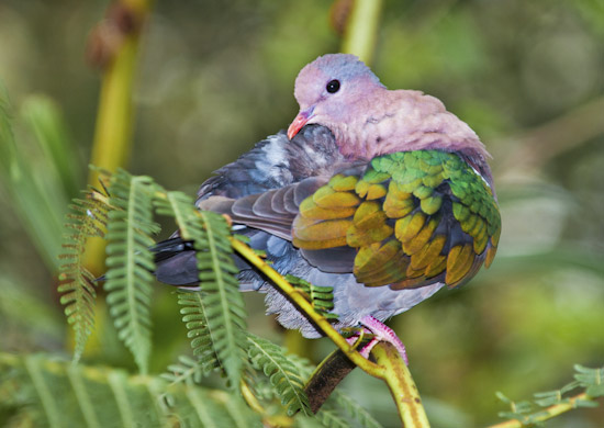 Emerald Dove Chalcophaps indica photo