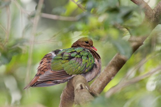 Emerald Dove (Chalcophaps indica), resting in a tree. Also known as Green Dove & Green-winged Pigeon. Found in tropical rainforests & woodlands of coastal Nth & East Australia, Norfolk, Lord Howe & Christmas Islands. Also Pakistan, Sri Lanka & Indonesia. Photo - Gary Bell Emerald Dove (Chalcophaps indica), resting in a tree. Also known as Green Dove & Green-winged Pigeon. Found in tropical rainforests & woodlands of coastal Nth & East Australia, Norfolk, Lord Howe & Christmas Islands. Also Pakistan, Sri Lanka & Indonesia. Photo - Gary Bell