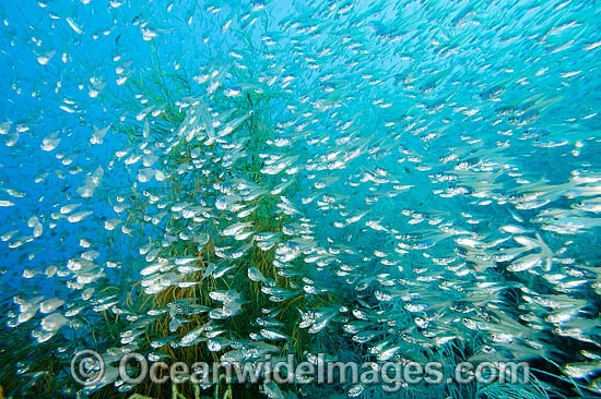Cardinalfish amongst Black Coral photo