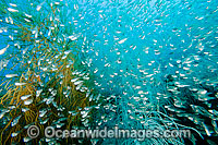 Cardinalfish Black Coral Yongala Photo - Gary Bell