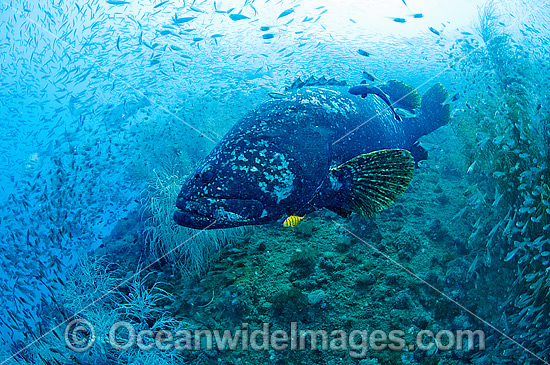 Queensland Groper photo