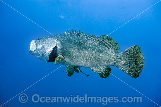 Queensland Groper at Yongala Shipwreck photo Queensland Groper at Yongala Shipwreck photo