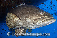 Queensland Groper Epinephelus lanceolatus Photo - Gary Bell