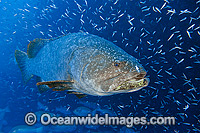 Queensland Groper Photo - Gary Bell