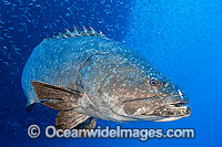 Queensland Groper at Yongala Shipwreck Photo - Gary Bell