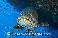 Queensland Groper Epinephelus lanceolatus Photo - Gary Bell