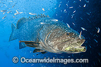 Queensland Groper Epinephelus lanceolatus Photo - Gary Bell