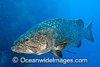 Queensland Groper Photo - Gary Bell