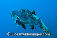 Queensland Groper at Yongala Shipwreck Photo - Gary Bell