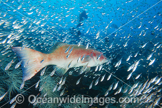 Coral Trout amongst Cardinalfish photo