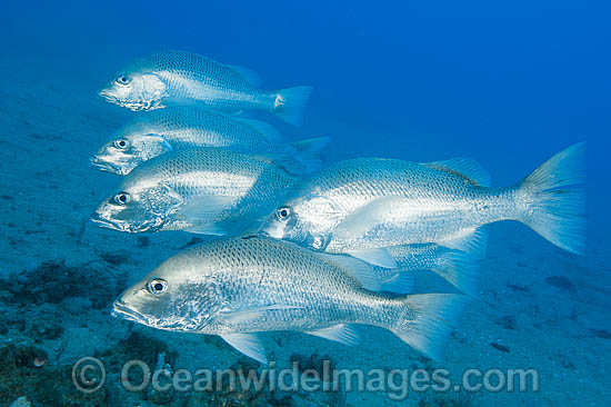 Mangrove Jack under SS Yongala photo