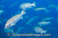 Schooling Sea Perch Photo - Gary Bell