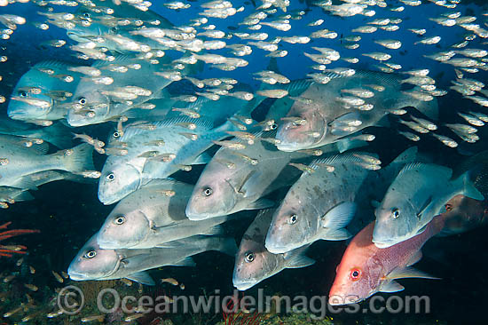 Schooling Painted Sweetlips under Yongala photo