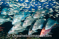 Schooling Painted Sweetlips under Yongala Photo - Gary Bell