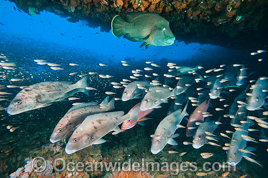 Painted Sweetlips and wrasse at Yongala photo Painted Sweetlips and wrasse at Yongala photo