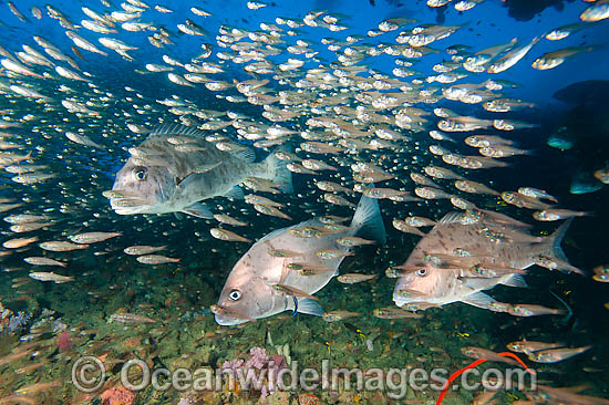Schooling Painted Sweetlips (Diagramma pictum), amongst schooling Slender Cardinalfish (Rhabdamia gracilis). Found throughout the Indo-West Pacific. Photo taken on the SS Yongala shipwreck, Great Barrier Reef, Queensland, Australia Photo - Gary Bell Schooling Painted Sweetlips (Diagramma pictum), amongst schooling Slender Cardinalfish (Rhabdamia gracilis). Found throughout the Indo-West Pacific. Photo taken on the SS Yongala shipwreck, Great Barrier Reef, Queensland, Australia Photo - Gary Bell