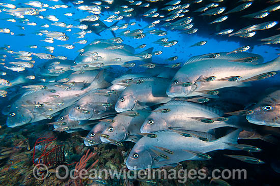 Painted Sweetlips and Cardinalfish at Yongala photo Painted Sweetlips and Cardinalfish at Yongala photo