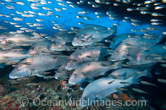 Schooling Painted Sweetlips and Cardinalfish at Yongala photo