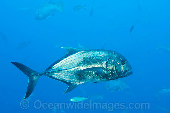 Giant Trevally at Yongala shipwreck photo