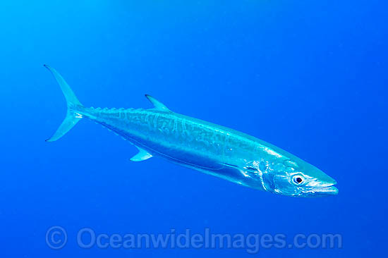 Wahoo (Acanthocybium solandri). A highly prized gamefish. Also known as Mackerel and Ono, this fish has been recorded at over 2 metres in length and 80 kg. Found in all tropical seas worldwide. Photo taken on the Great Barrier reef, Queensland, Australia Photo - Gary Bell Wahoo (Acanthocybium solandri). A highly prized gamefish. Also known as Mackerel and Ono, this fish has been recorded at over 2 metres in length and 80 kg. Found in all tropical seas worldwide. Photo taken on the Great Barrier reef, Queensland, Australia Photo - Gary Bell