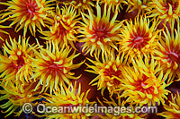 Sunshine Coral Tubastrea sp. Photo - Gary Bell