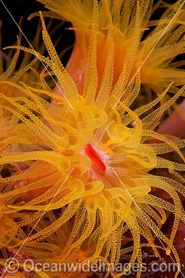 Sunshine Coral polyp detail photo