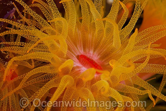 Sunshine Coral photo