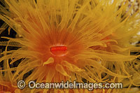 Sunshine Coral polyp detail Photo - Gary Bell
