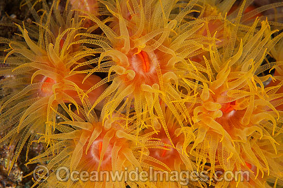 Sunshine Coral photo Sunshine Coral photo