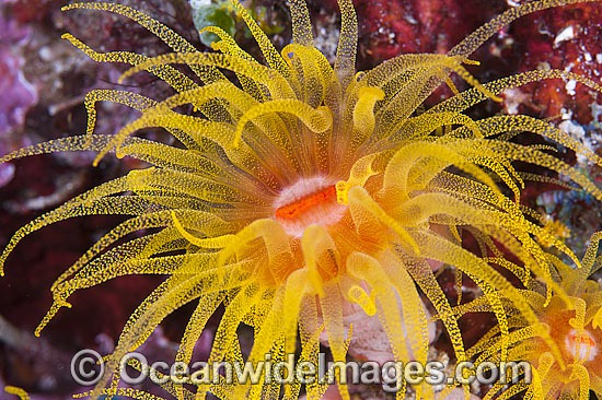 Sunshine Coral polyp detail photo