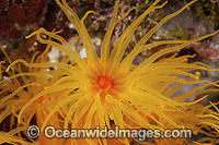 Sunshine Coral Photo - Gary Bell