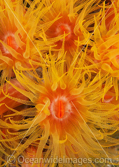 Sunshine Coral polyp detail photo