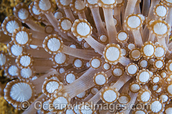 Coral (Alveopora sp.) - showing polyp detail. Found throughout the Indo Pacific, including the Great Barrier Reef, Australia. Photo - Gary Bell
