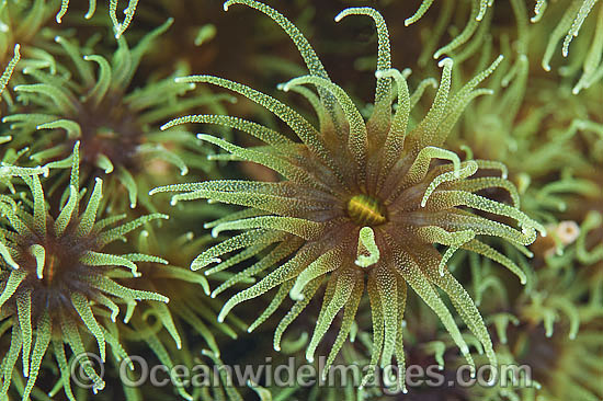 Tubastraea micrantha photo Tubastraea micrantha photo