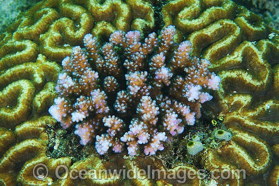 Acropora Coral (Acropora sp.) - living and growing in the middle of a Brain Coral (possibly: Leptoria sp.). Found throughout the Indo-West Pacific, including the Great Barrier Reef, Australia. Photo - Gary Bell