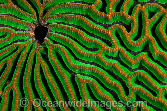 Brain Coral (possibly: Platygyra sp.) - showing detail. Found throughout the Indo-West Pacific, including the Great Barrier Reef, Australia. Photo - Gary Bell