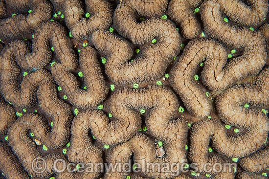 Brain Coral (possibly: Leptoria sp.) - showing detail. Found throughout the Indo-West Pacific, including the Great Barrier Reef, Australia. Photo - Gary Bell