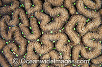 Brain Coral Photo - Gary Bell