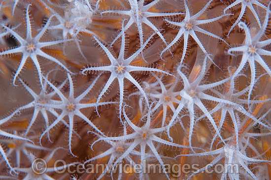 Fan Coral Acalycigorgia sp. photo