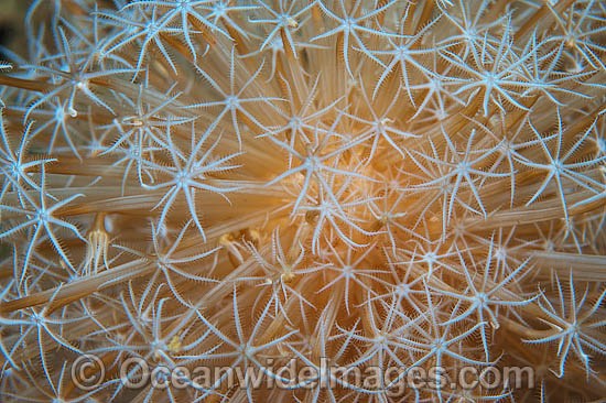 Soft Coral Eleutherobia sp. photo