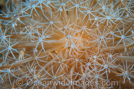 Soft Coral Eleutherobia sp. photo Soft Coral Eleutherobia sp. photo
