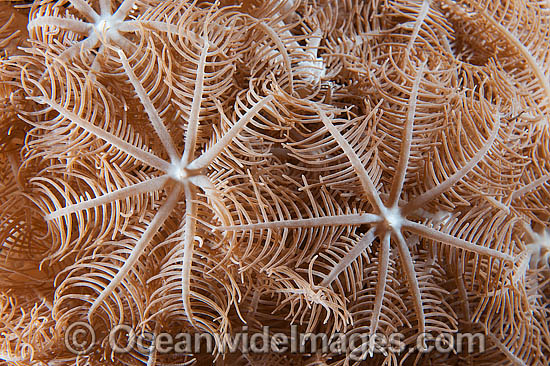 Soft Coral photo Soft Coral photo
