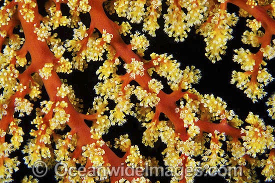 Fan Coral (Siphonogorgia sp.) - showing polyp detail. Found throughout the Indo-Pacific. Photo taken off Anilao, Philippines. Within the Coral Triangle. Photo - Gary Bell