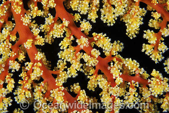 Fan Coral Siphonogorgia sp. photo Fan Coral Siphonogorgia sp. photo