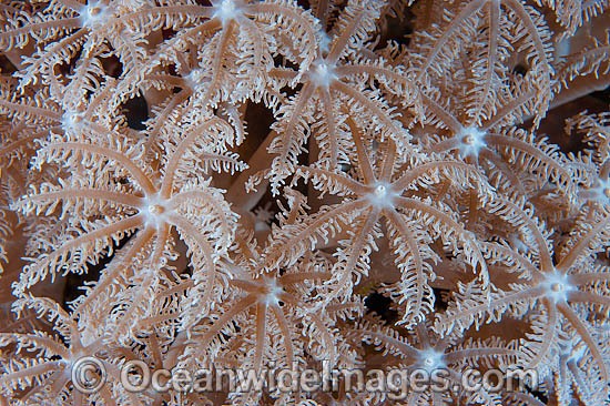 Soft Coral (Anthelia sp.) - showing polyp detail. Found throughout the Indo-Pacific. Photo taken off Anilao, Philippines. Within the Coral Triangle. Photo - Gary Bell