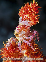 Candy Crab decorated in Soft Coral Photo - Gary Bell